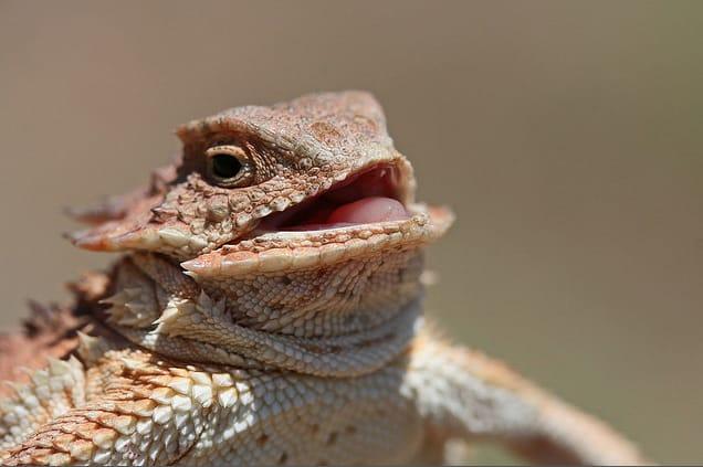 Laughing Lizard meme template