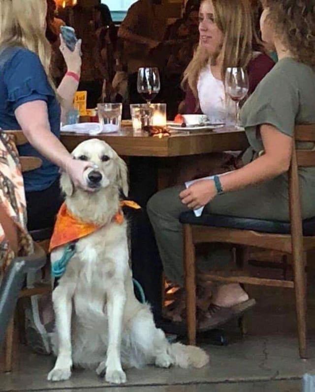 Woman Holding Dog's Mouth meme template