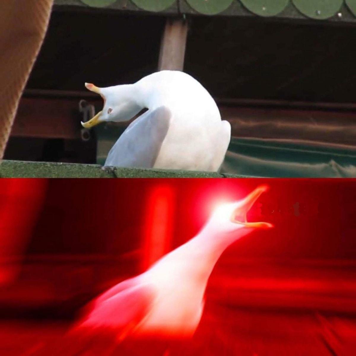 Inhaling Seagull meme template